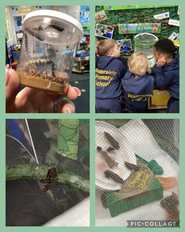 Image of Observing our caterpillars grow and change